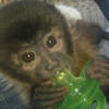 m_hommel